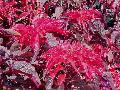 Summer Poinsettia / Amaranthus tricolor ‘Early Splendor’  